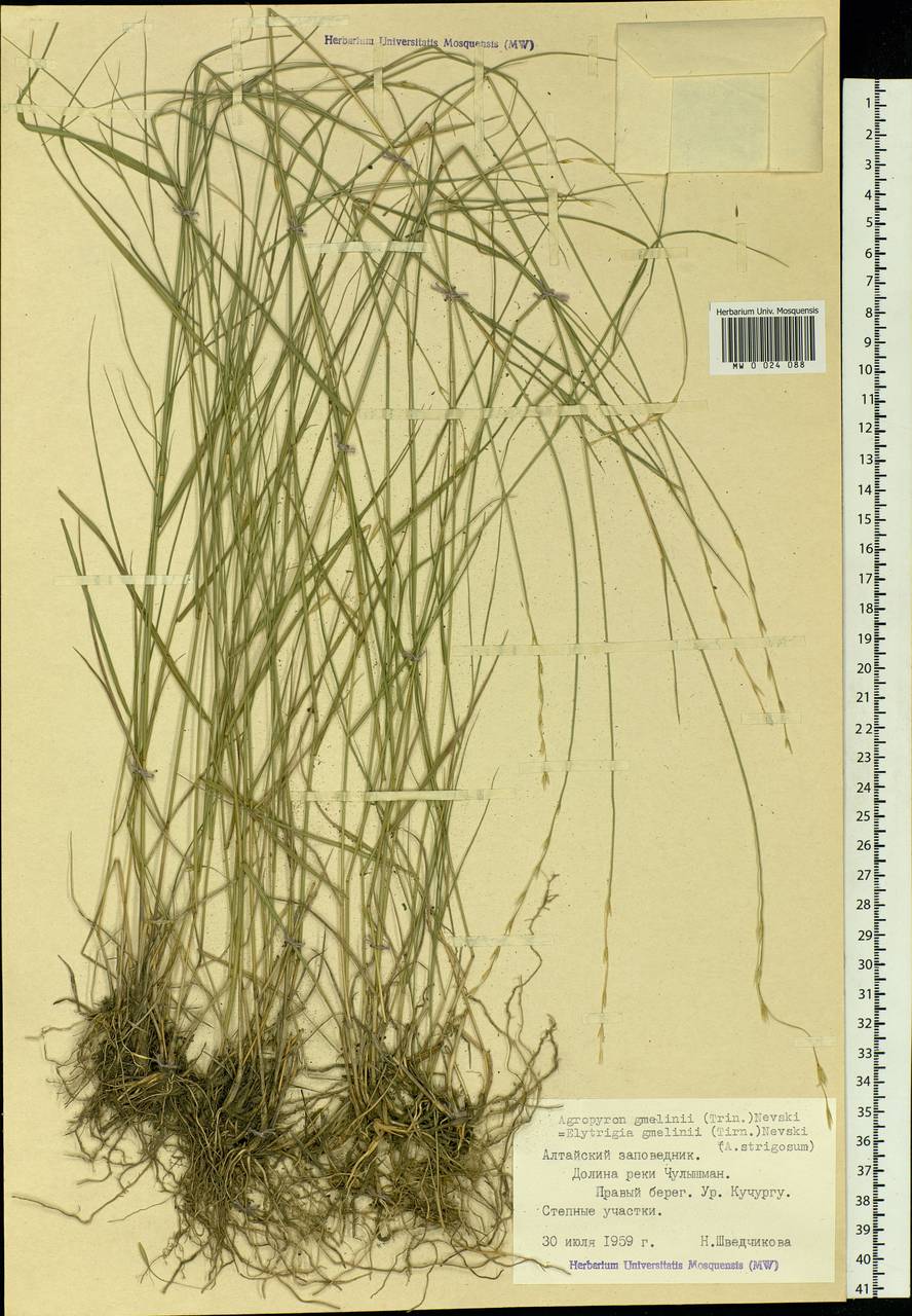 Elymus reflexiaristatus subsp. reflexiaristatus, Siberia, Altai & Sayany Mountains (S2) (Russia)