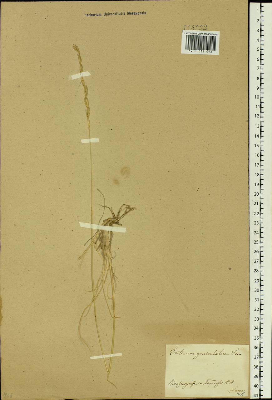 Pseudoroegneria geniculata (Trin.) Á.Löve, Siberia, Central Siberia (S3) (Russia)