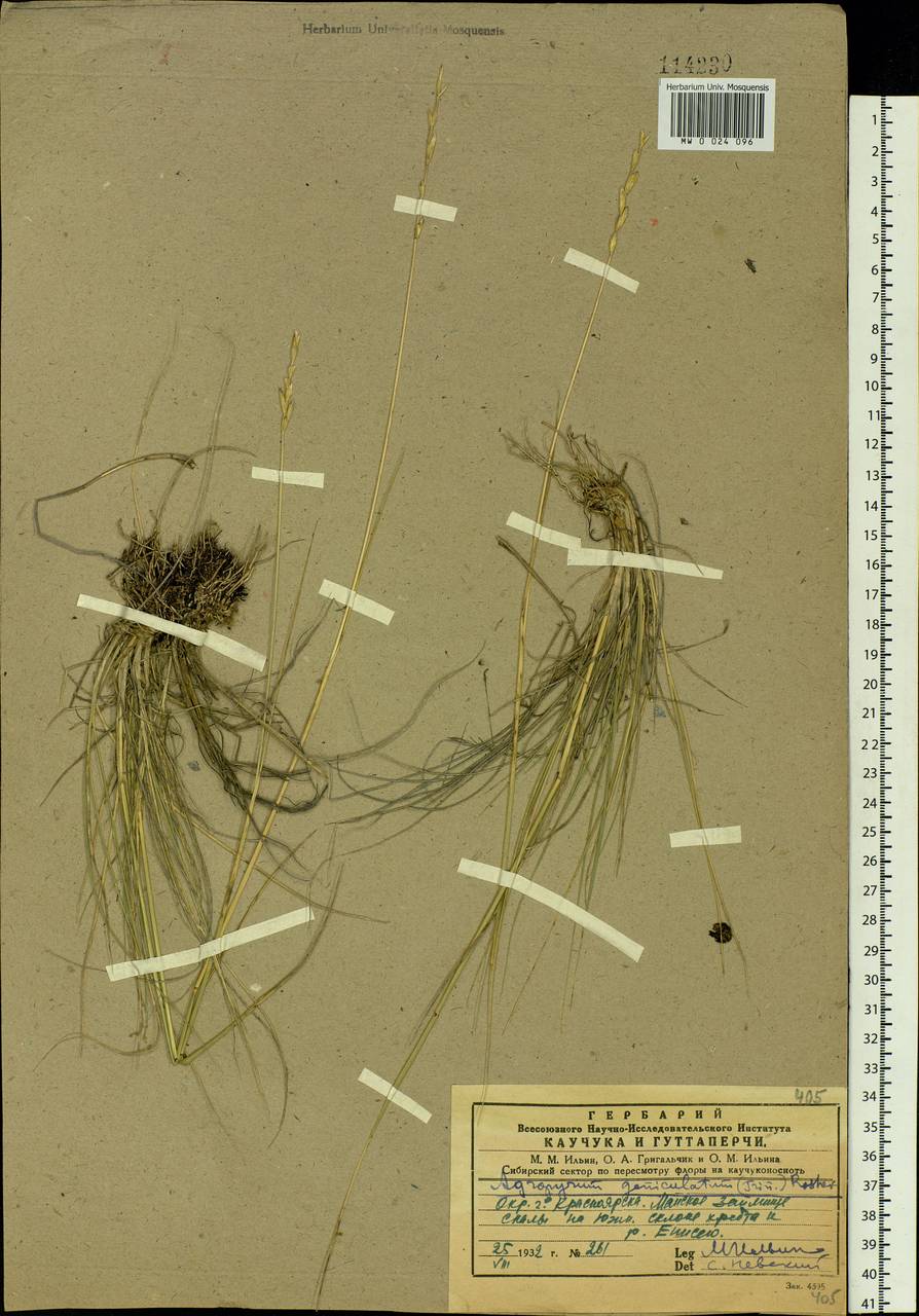 Elymus bungeanus (Trin.) Melderis, Siberia, Central Siberia (S3) (Russia)