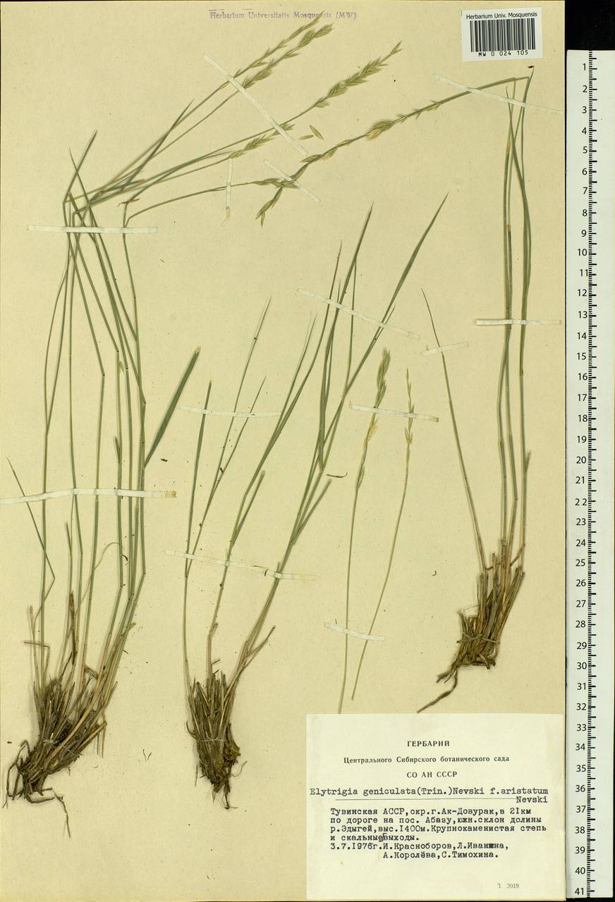 Elymus bungeanus (Trin.) Melderis, Siberia, Altai & Sayany Mountains (S2) (Russia)