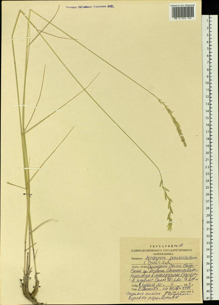 Elymus bungeanus (Trin.) Melderis, Siberia, Altai & Sayany Mountains (S2) (Russia)