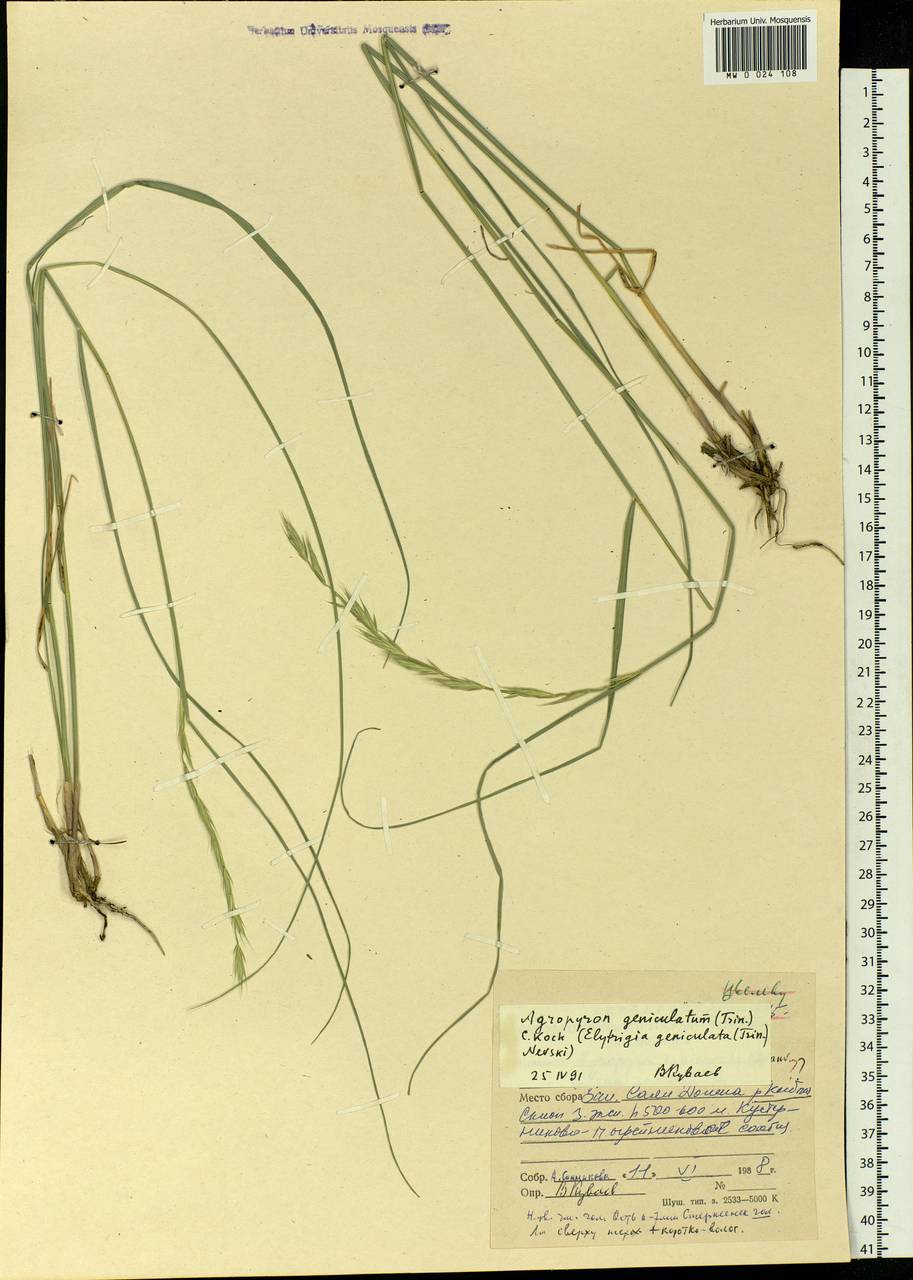 Pseudoroegneria geniculata (Trin.) Á.Löve, Siberia, Altai & Sayany Mountains (S2) (Russia)
