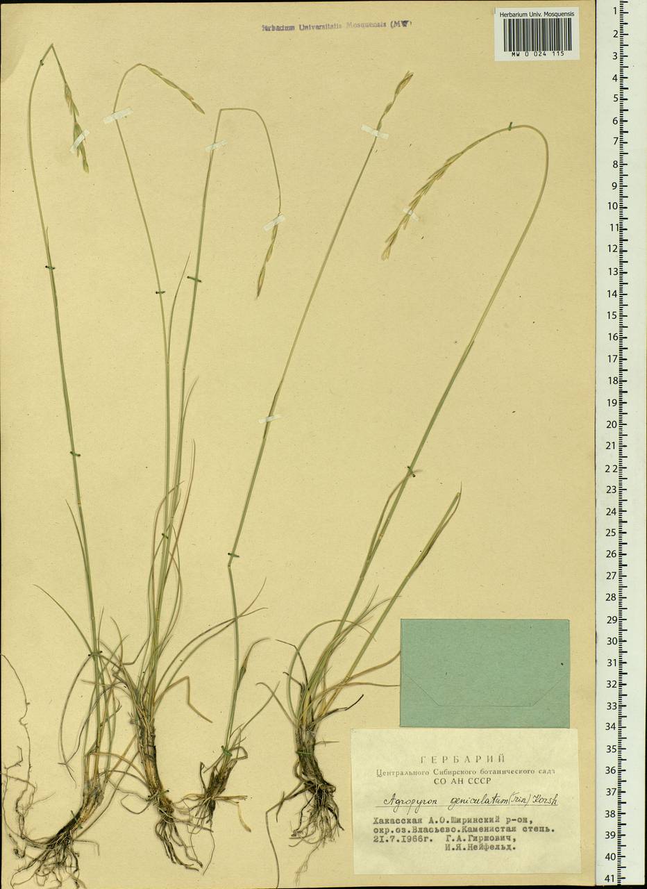 Pseudoroegneria geniculata (Trin.) Á.Löve, Siberia, Altai & Sayany Mountains (S2) (Russia)