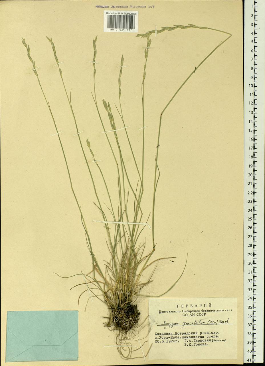 Elymus bungeanus (Trin.) Melderis, Siberia, Altai & Sayany Mountains (S2) (Russia)