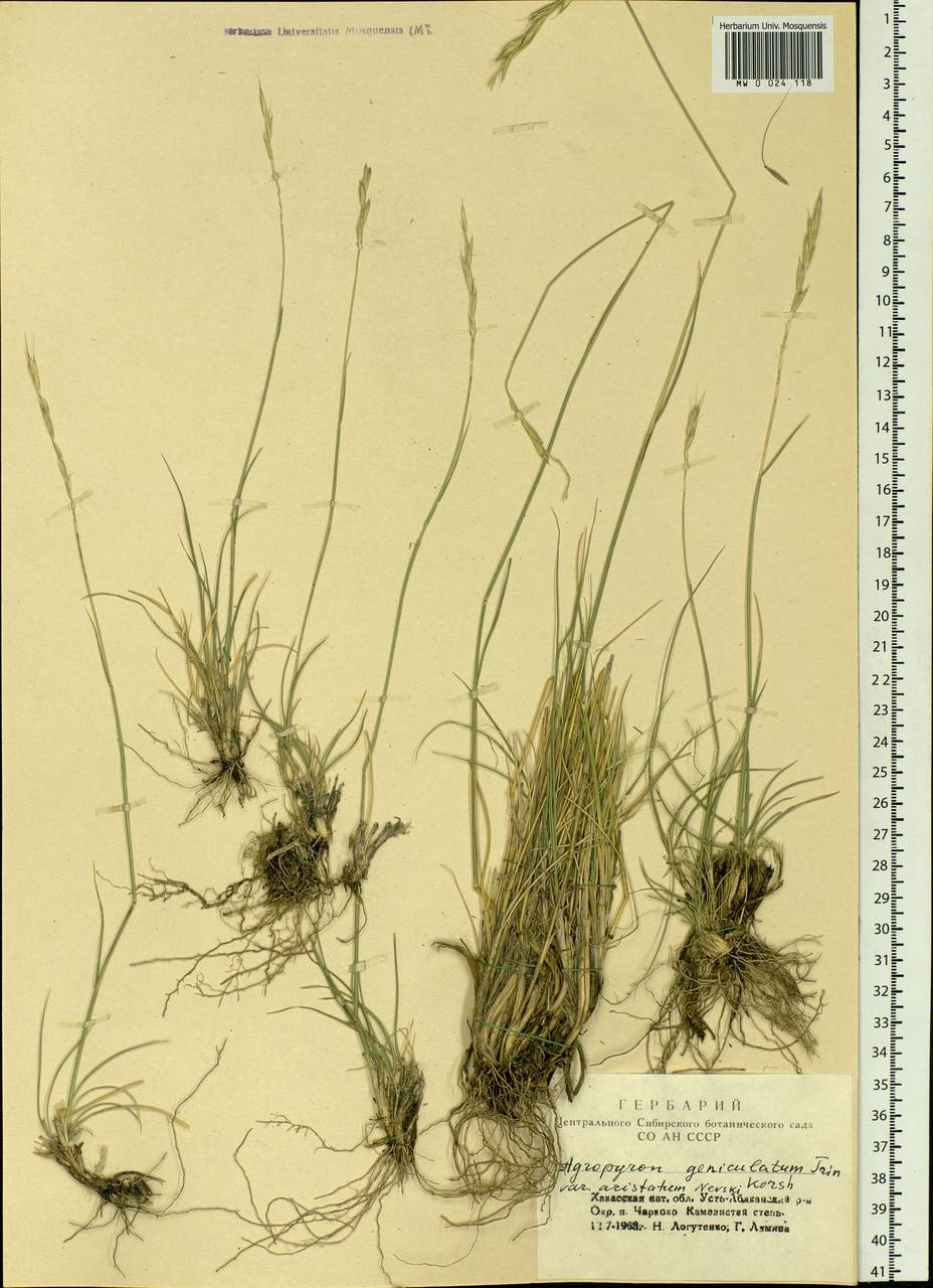 Elymus bungeanus (Trin.) Melderis, Siberia, Altai & Sayany Mountains (S2) (Russia)