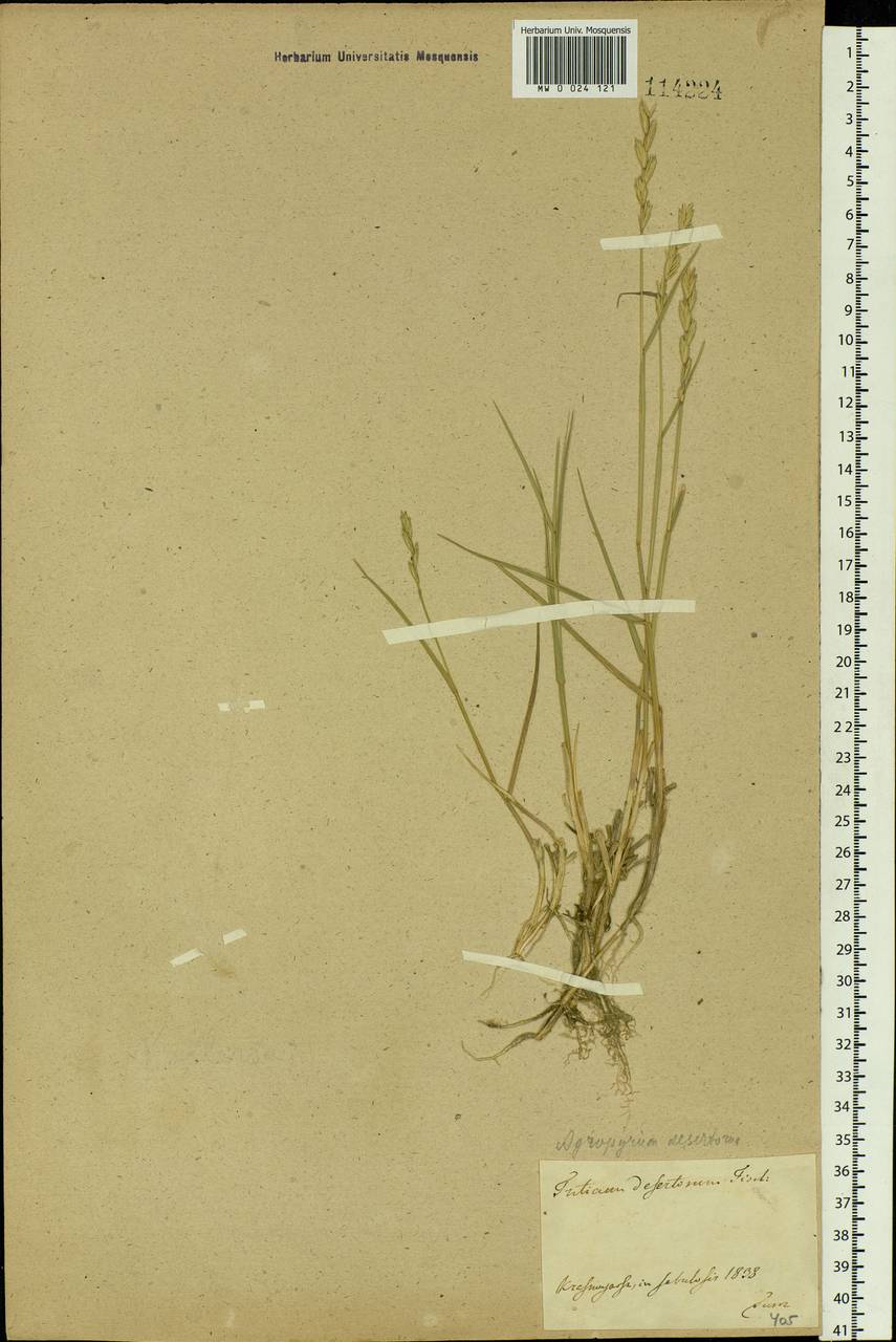 Agropyron desertorum (Fisch. ex Link) Schult., Siberia, Central Siberia (S3) (Russia)