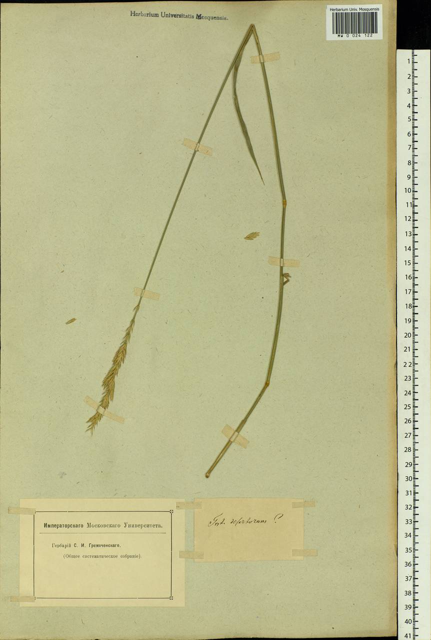 Agropyron desertorum (Fisch. ex Link) Schult., Siberia, Altai & Sayany Mountains (S2) (Russia)