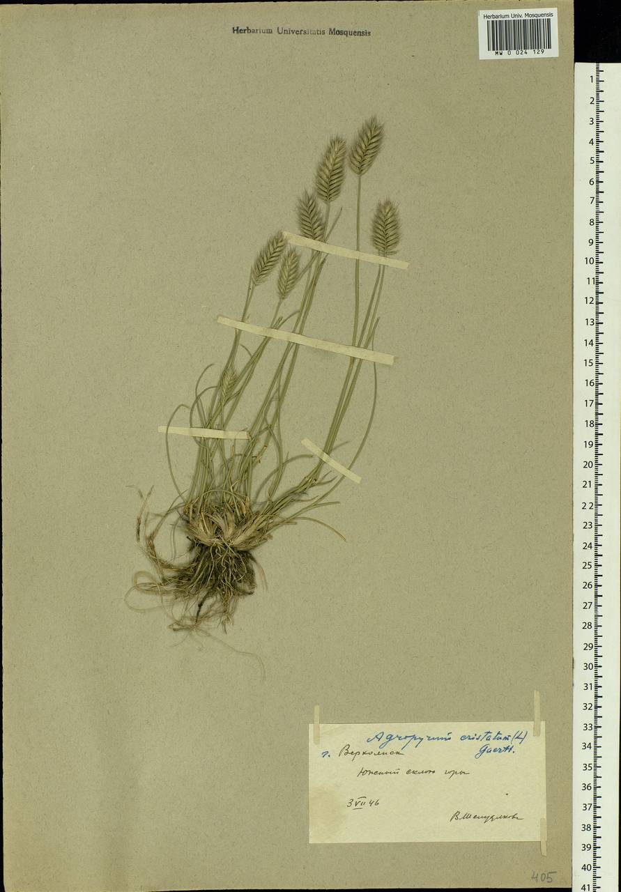 Agropyron cristatum (L.) Gaertn., Siberia, Yakutia (S5) (Russia)