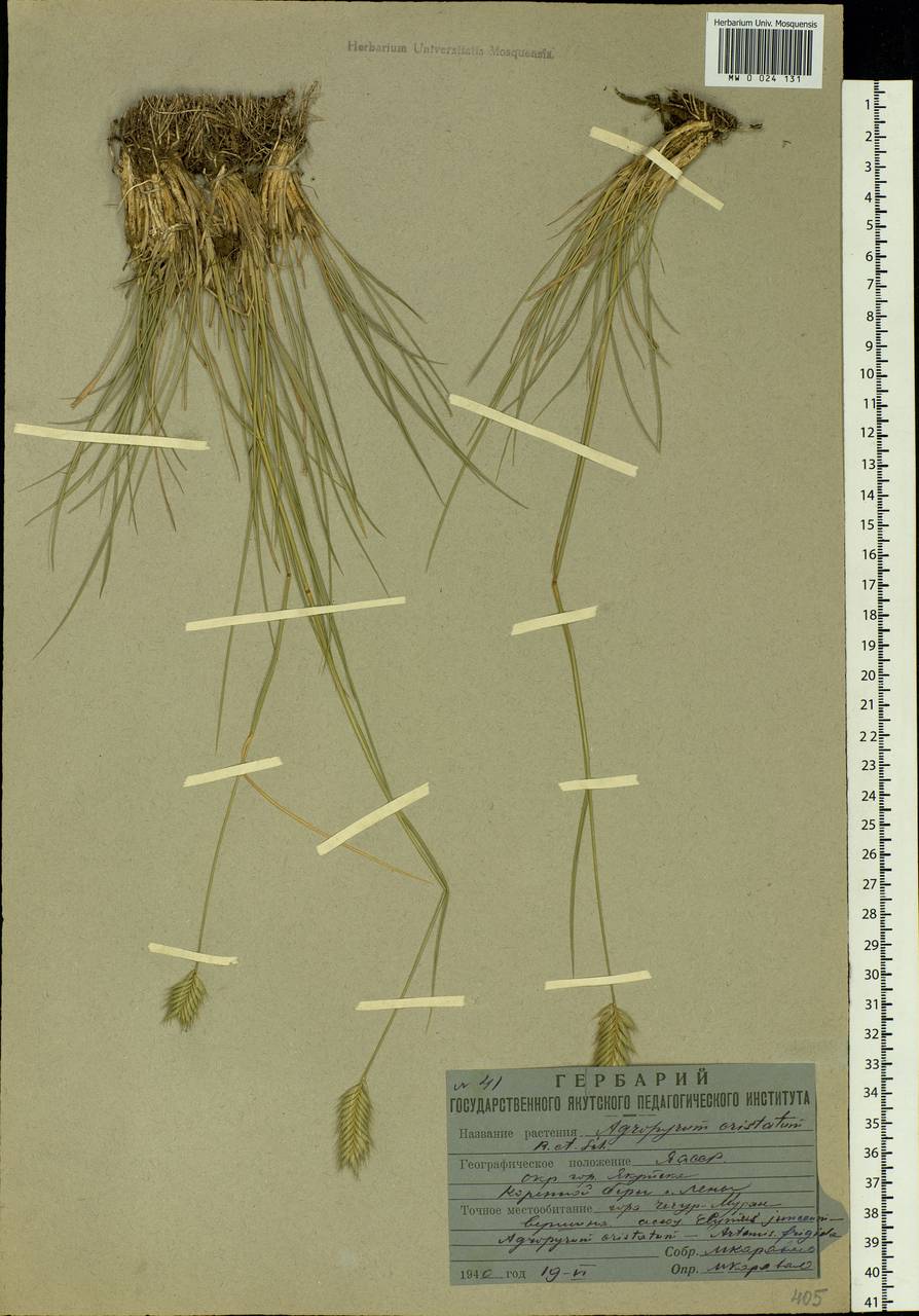 Agropyron cristatum (L.) Gaertn., Siberia, Yakutia (S5) (Russia)
