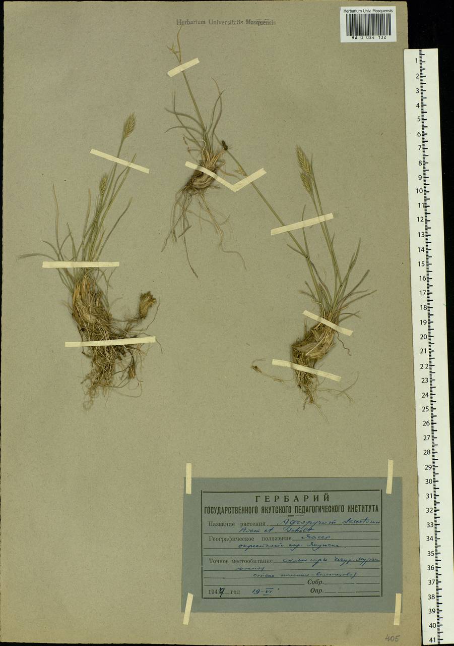Agropyron cristatum (L.) Gaertn., Siberia, Yakutia (S5) (Russia)