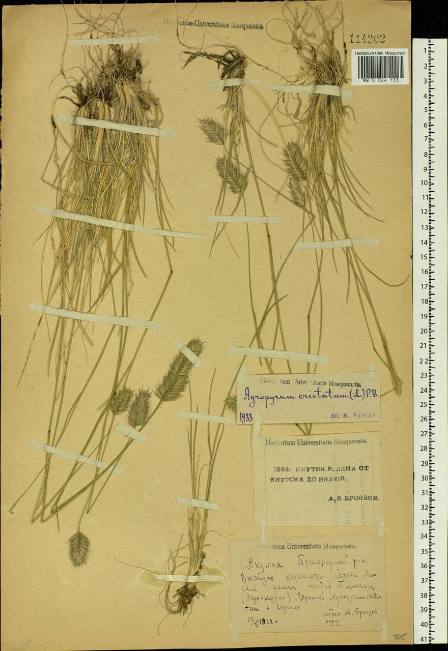 Agropyron cristatum (L.) Gaertn., Siberia, Yakutia (S5) (Russia)