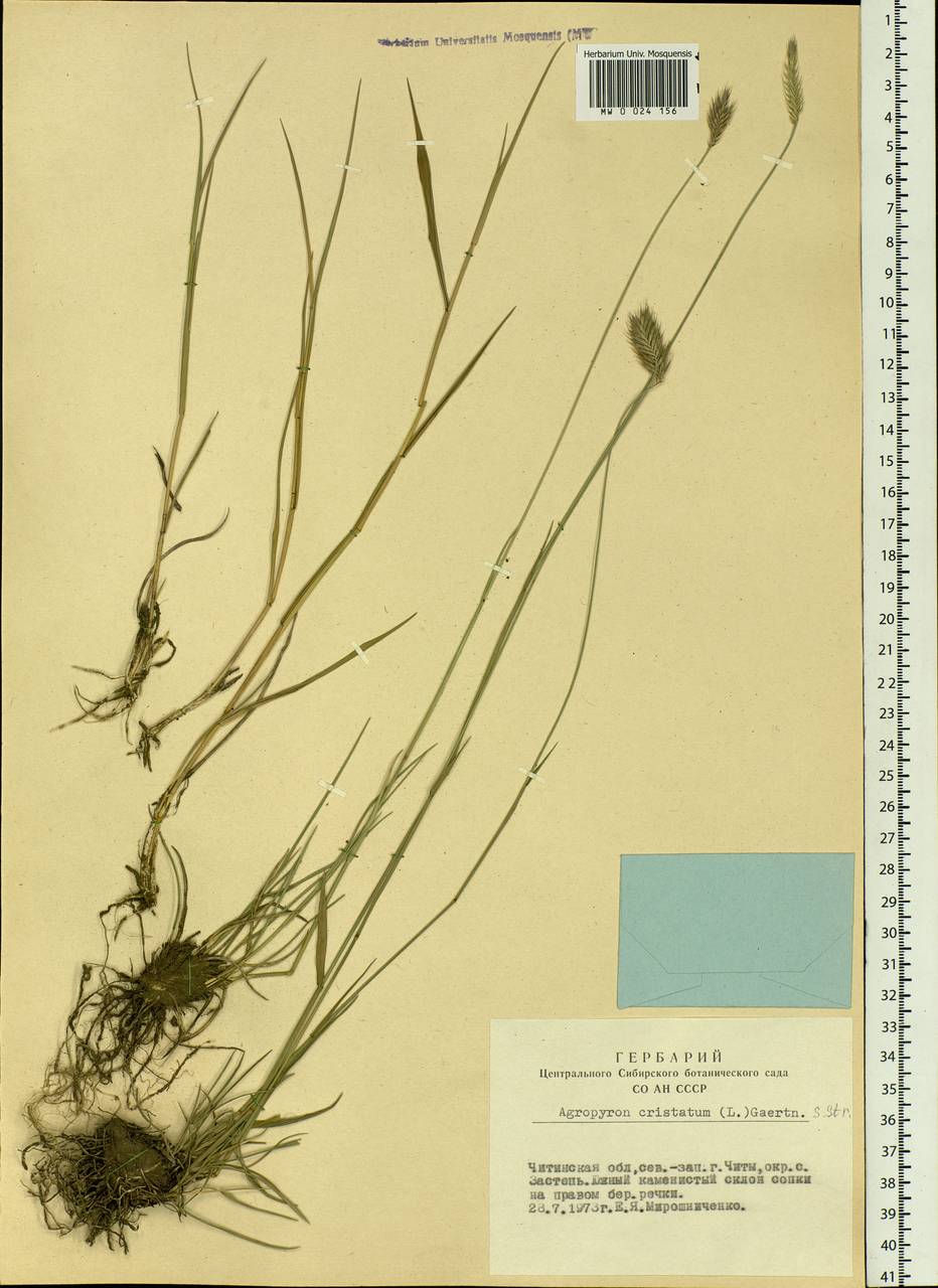 Agropyron cristatum (L.) Gaertn., Siberia, Baikal & Transbaikal region (S4) (Russia)