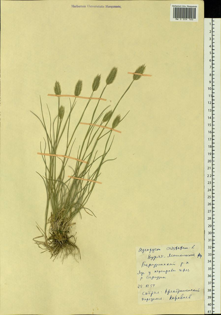 Agropyron cristatum (L.) Gaertn., Siberia, Baikal & Transbaikal region (S4) (Russia)