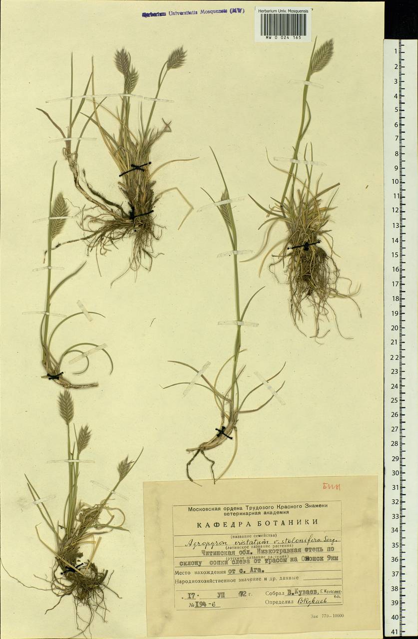 Agropyron cristatum (L.) Gaertn., Siberia, Baikal & Transbaikal region (S4) (Russia)