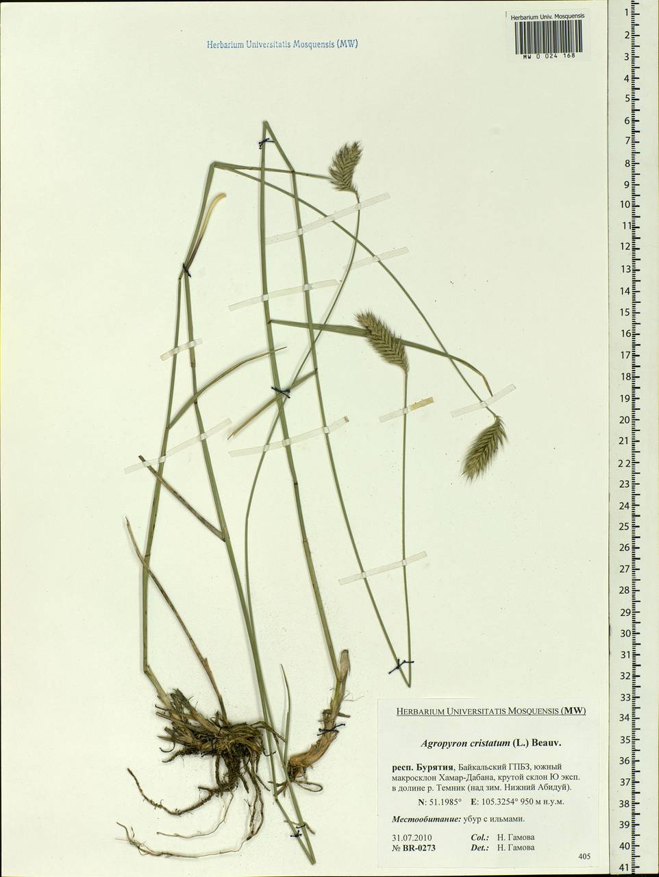 Agropyron cristatum (L.) Gaertn., Siberia, Baikal & Transbaikal region (S4) (Russia)