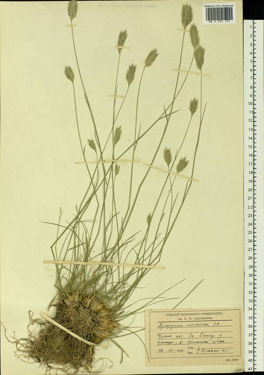 Agropyron cristatum (L.) Gaertn., Siberia, Baikal & Transbaikal region (S4) (Russia)