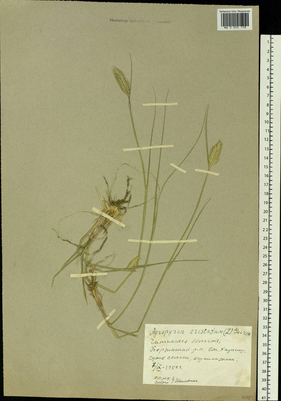 Agropyron cristatum (L.) Gaertn., Siberia, Baikal & Transbaikal region (S4) (Russia)