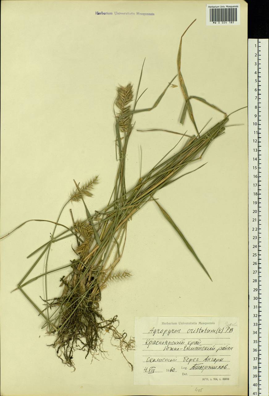 Agropyron cristatum (L.) Gaertn., Siberia, Central Siberia (S3) (Russia)