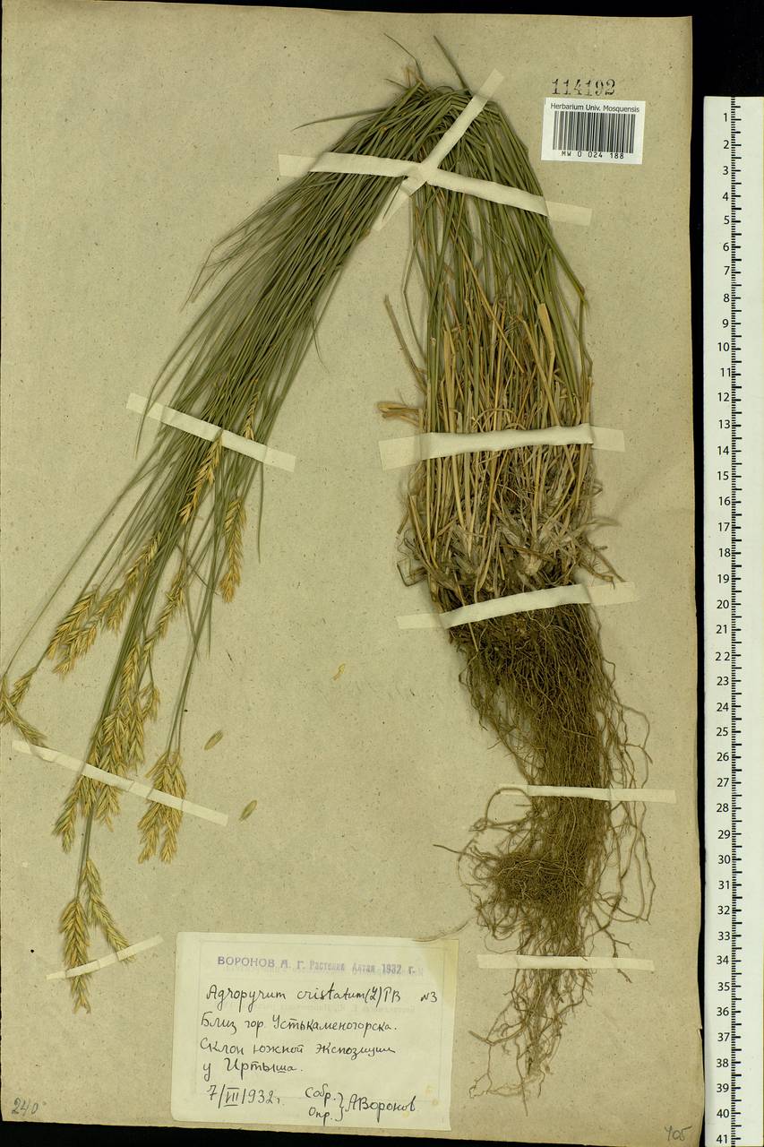 Agropyron cristatum (L.) Gaertn., Siberia, Western (Kazakhstan) Altai Mountains (S2a) (Kazakhstan)