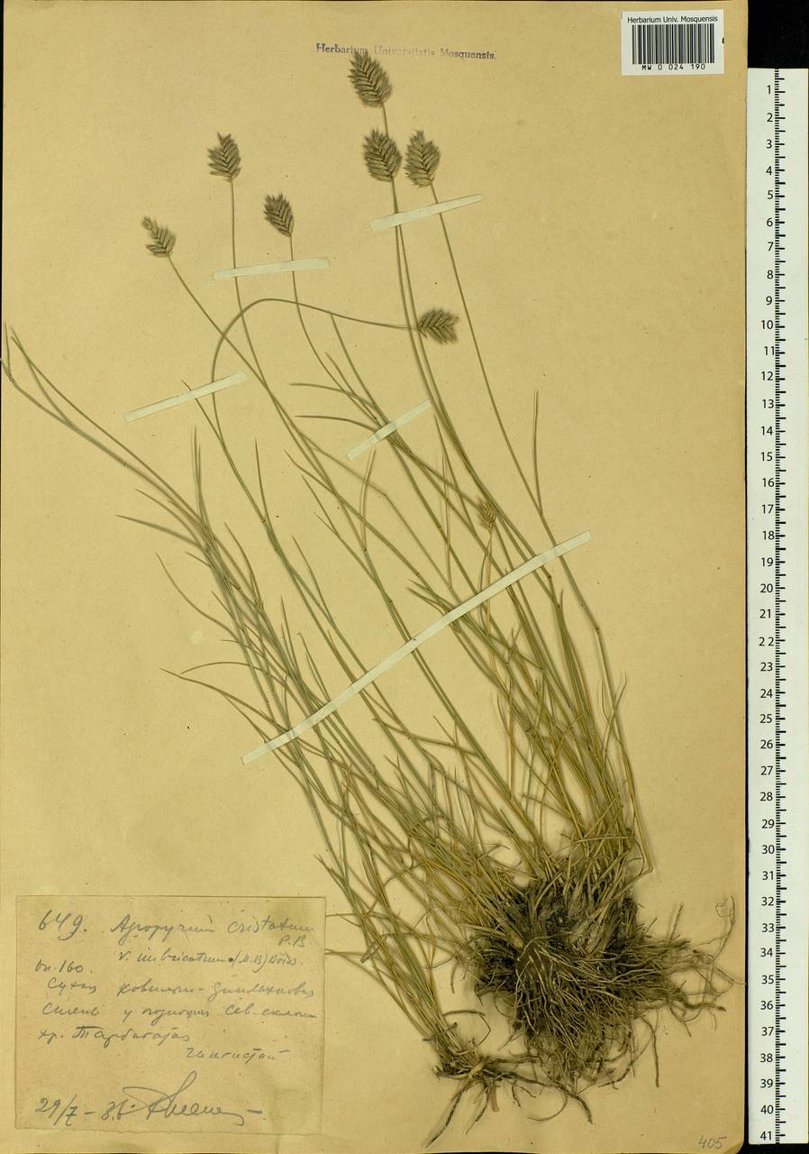 Agropyron cristatum (L.) Gaertn., Middle Asia, Dzungarian Alatau & Tarbagatai (M5) (Kazakhstan)