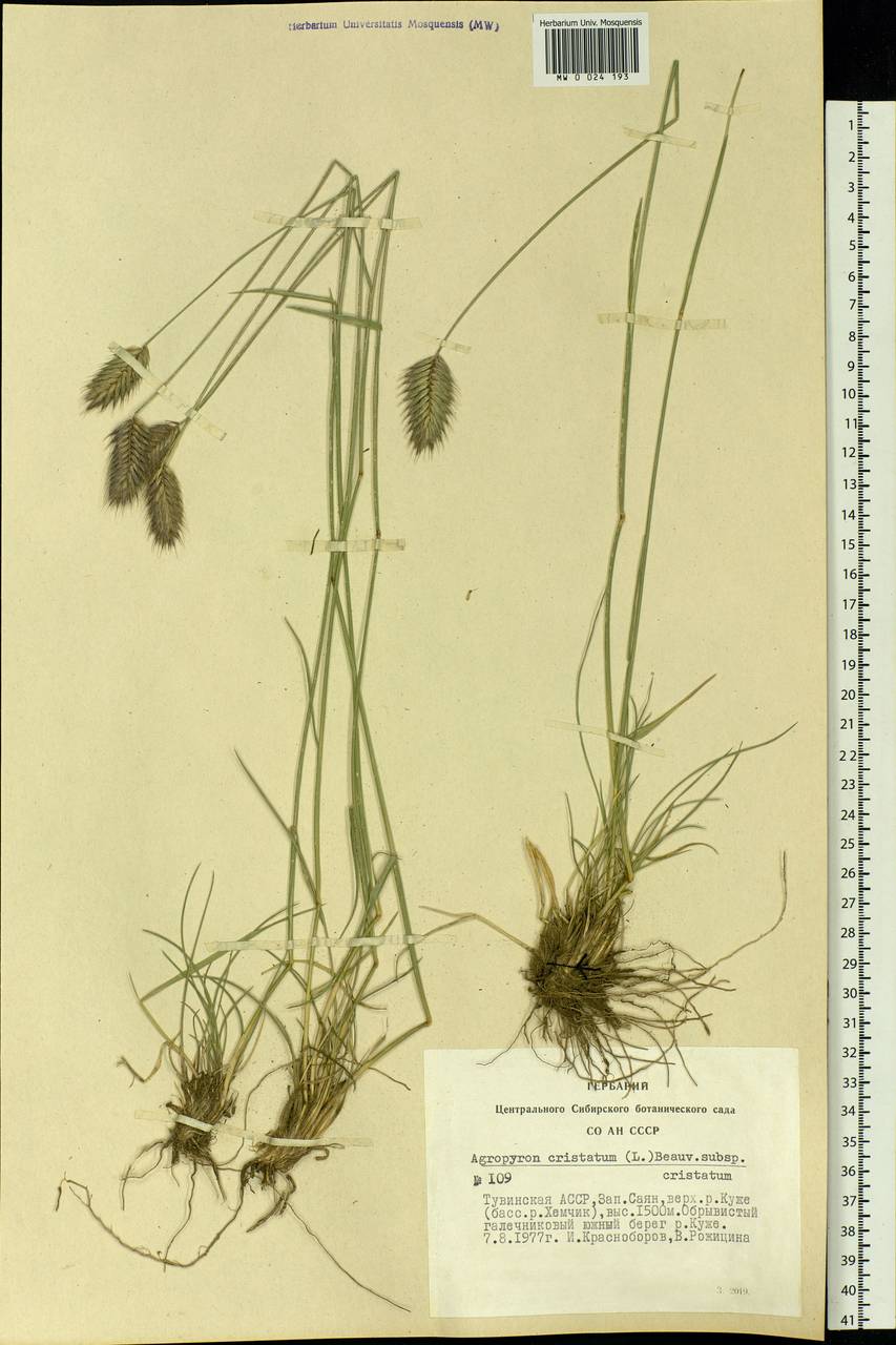 Agropyron cristatum (L.) Gaertn., Siberia, Altai & Sayany Mountains (S2) (Russia)