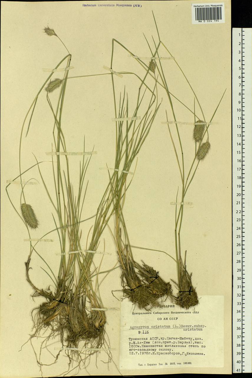 Agropyron cristatum (L.) Gaertn., Siberia, Altai & Sayany Mountains (S2) (Russia)