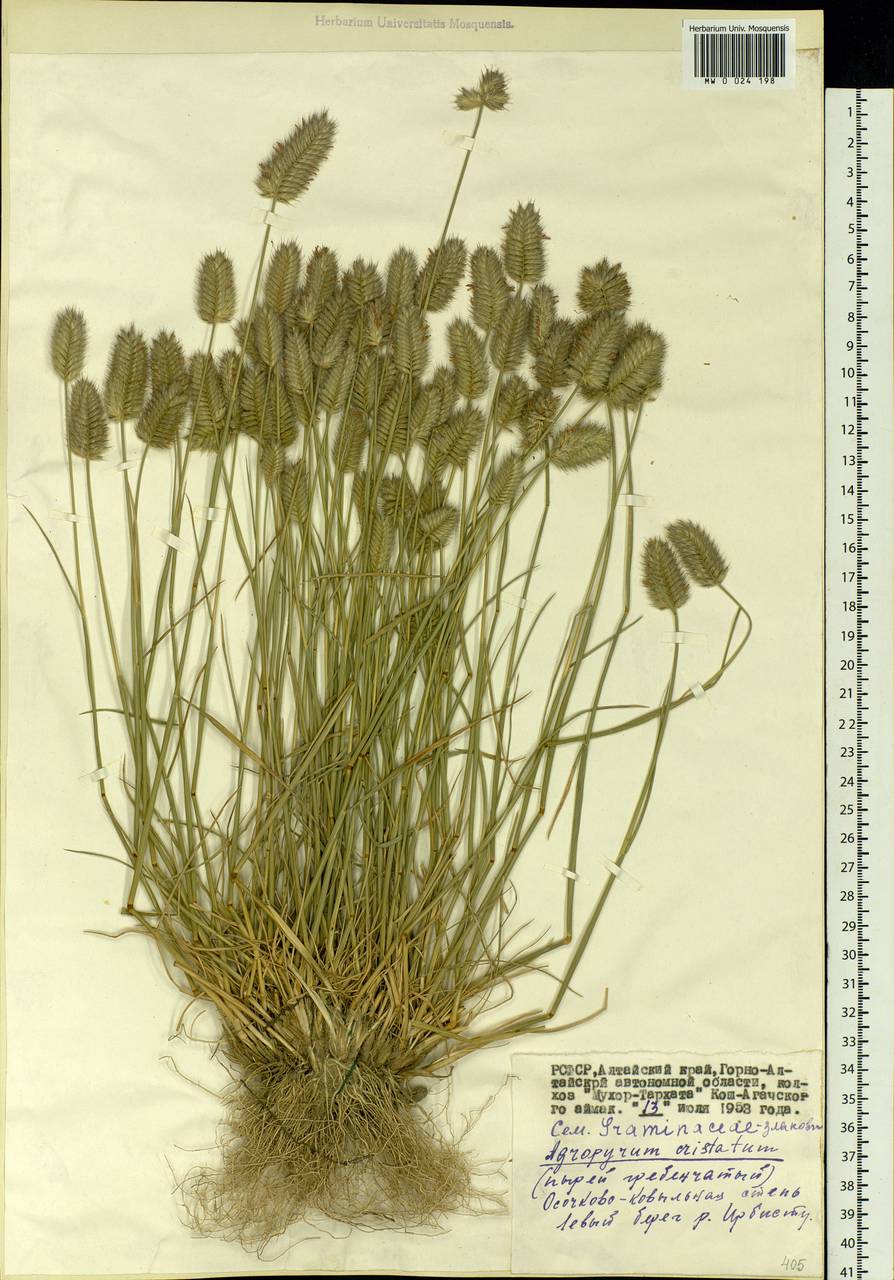 Agropyron cristatum (L.) Gaertn., Siberia, Altai & Sayany Mountains (S2) (Russia)