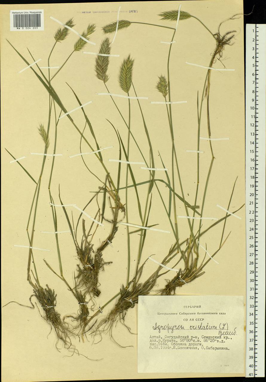 Agropyron cristatum (L.) Gaertn., Siberia, Altai & Sayany Mountains (S2) (Russia)