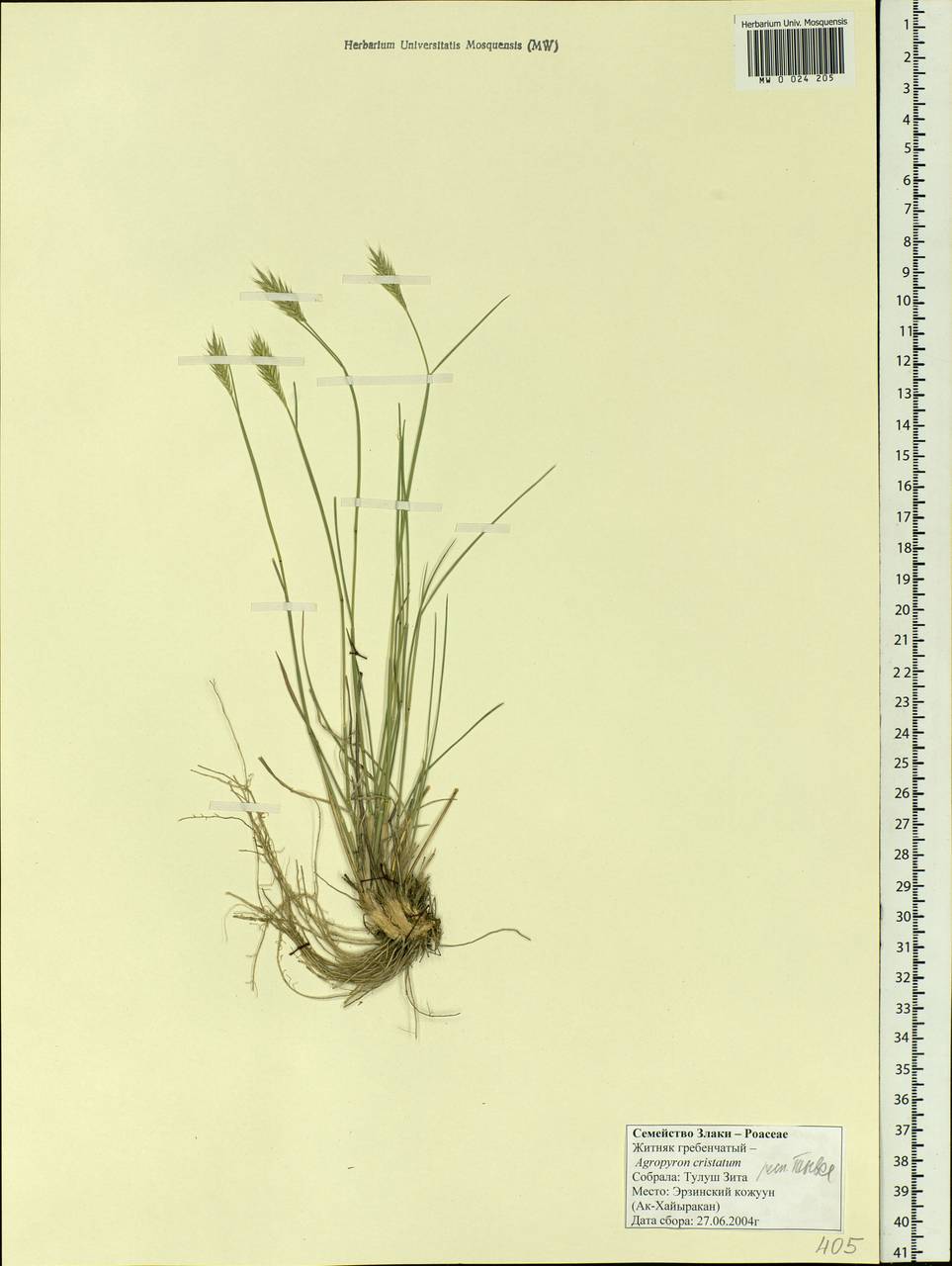 Agropyron cristatum (L.) Gaertn., Siberia, Altai & Sayany Mountains (S2) (Russia)