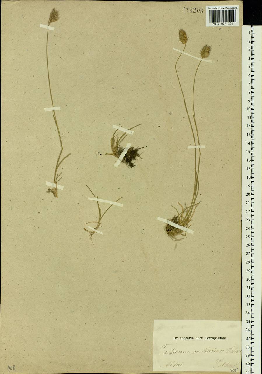 Agropyron cristatum (L.) Gaertn., Siberia, Altai & Sayany Mountains (S2) (Russia)