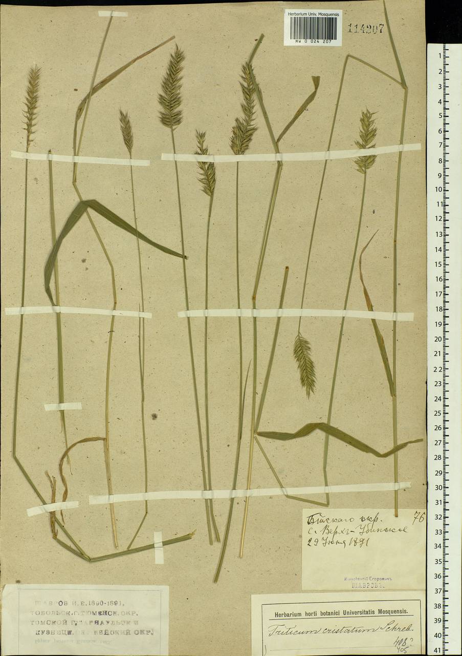Agropyron cristatum (L.) Gaertn., Siberia, Western (Kazakhstan) Altai Mountains (S2a) (Kazakhstan)