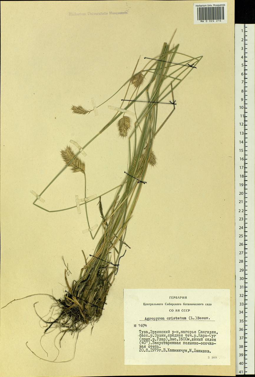 Agropyron cristatum (L.) Gaertn., Siberia, Altai & Sayany Mountains (S2) (Russia)