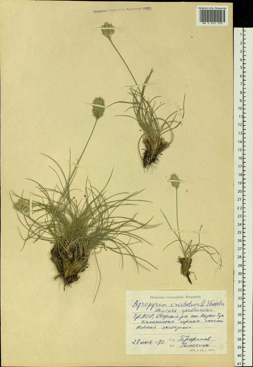 Agropyron cristatum (L.) Gaertn., Siberia, Altai & Sayany Mountains (S2) (Russia)