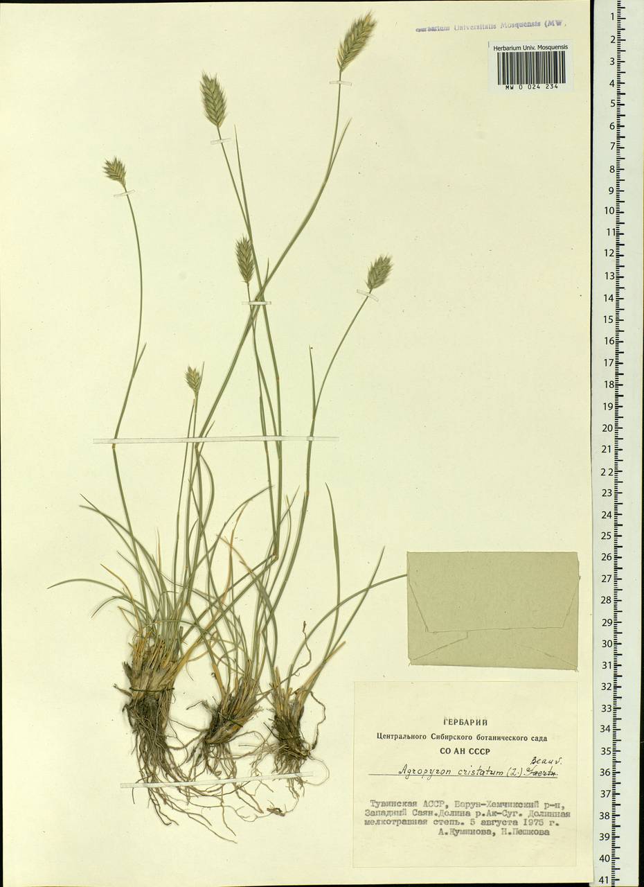 Agropyron cristatum (L.) Gaertn., Siberia, Altai & Sayany Mountains (S2) (Russia)