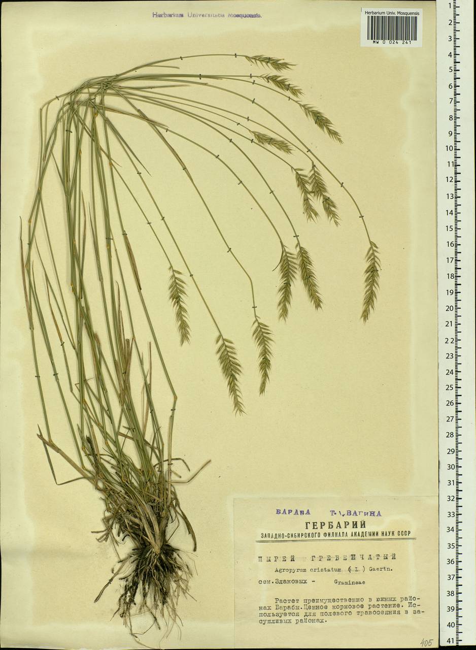 Agropyron cristatum (L.) Gaertn., Siberia, Western Siberia (S1) (Russia)