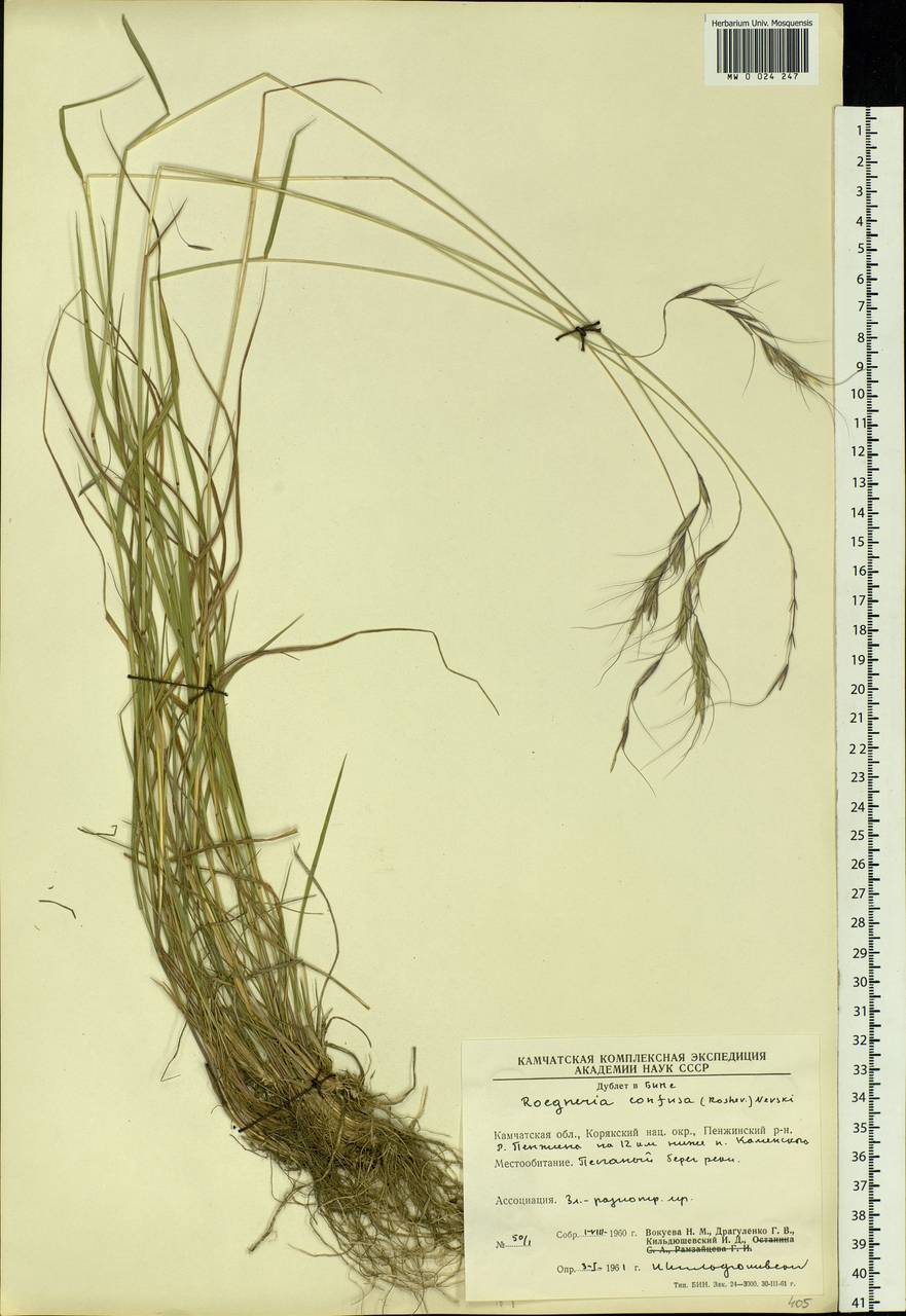 Elymus confusus (Roshev.) Tzvelev, Siberia, Chukotka & Kamchatka (S7) (Russia)