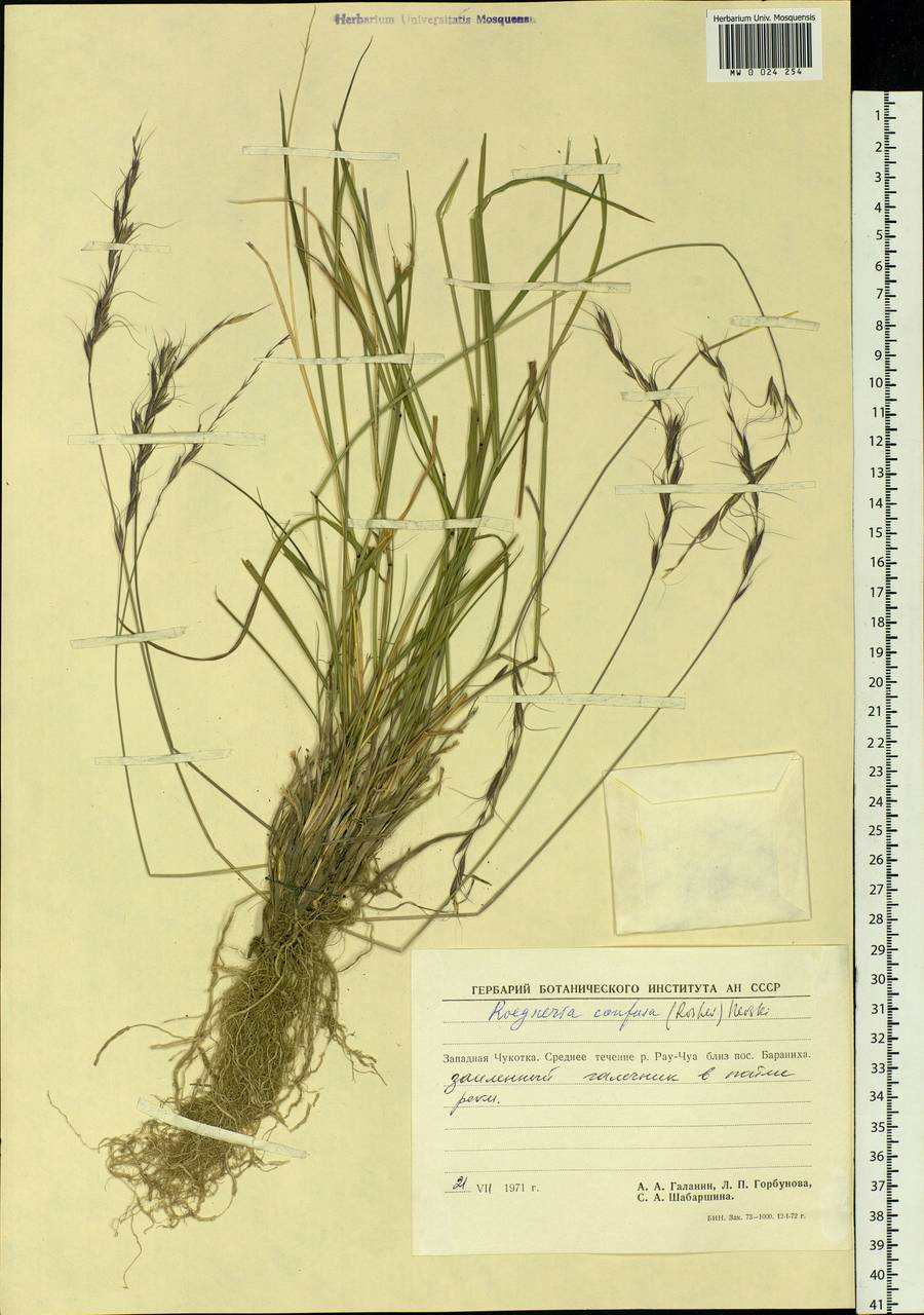 Elymus confusus (Roshev.) Tzvelev, Siberia, Chukotka & Kamchatka (S7) (Russia)