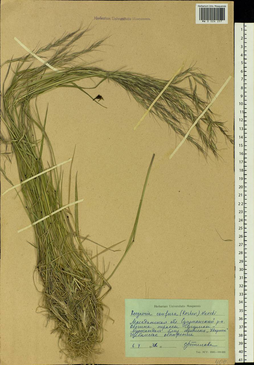 Elymus confusus (Roshev.) Tzvelev, Siberia, Chukotka & Kamchatka (S7) (Russia)