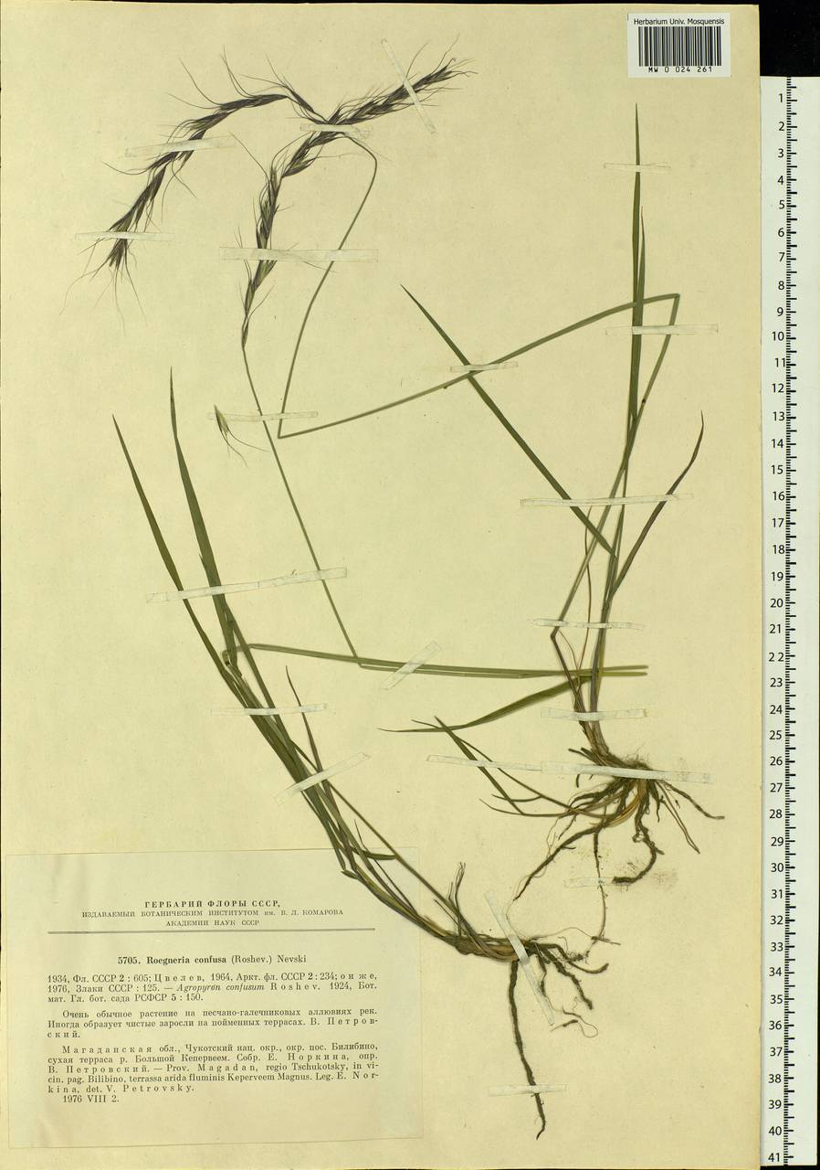 Elymus confusus (Roshev.) Tzvelev, Siberia, Chukotka & Kamchatka (S7) (Russia)