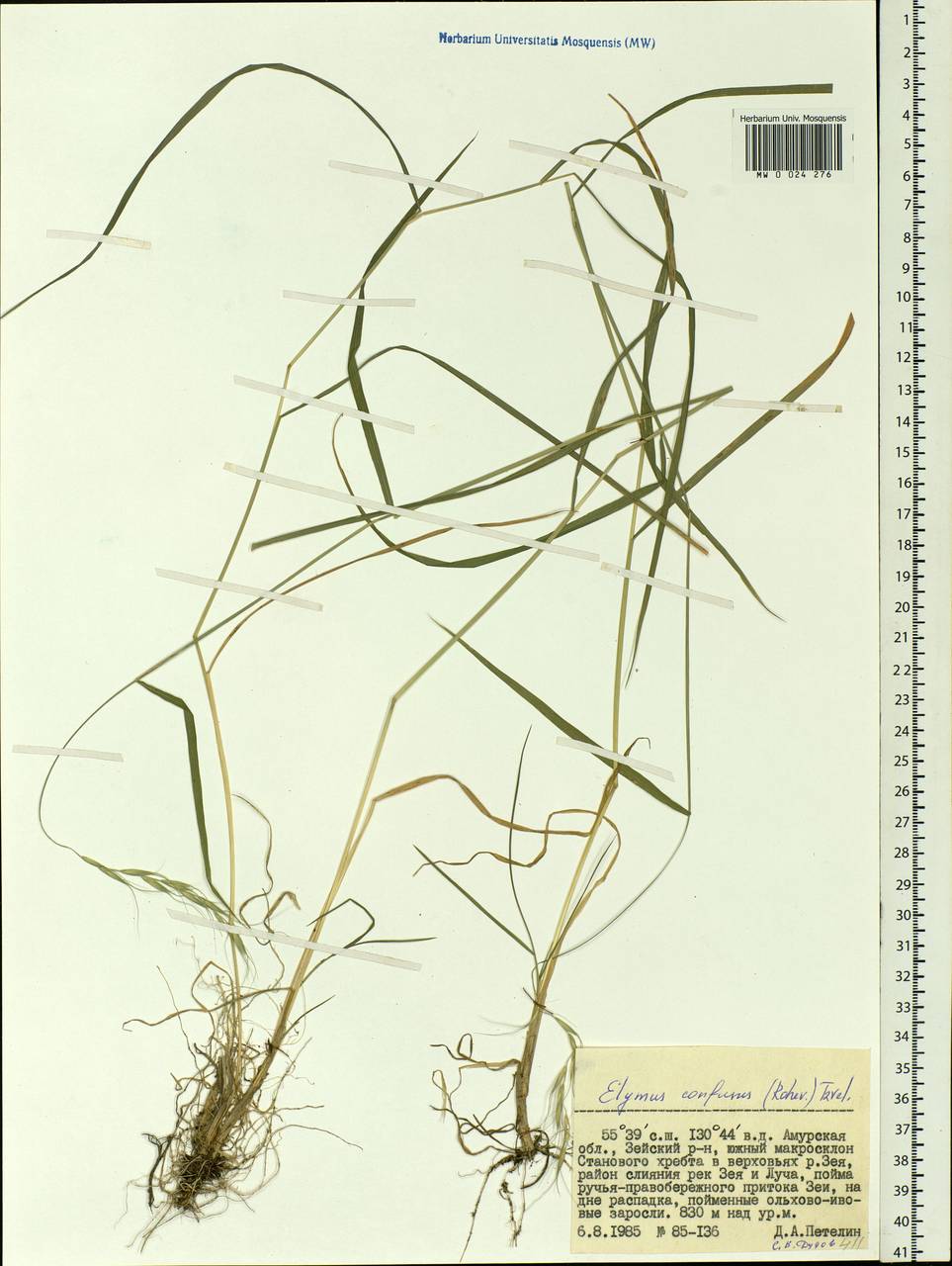 Elymus confusus (Roshev.) Tzvelev, Siberia, Russian Far East (S6) (Russia)