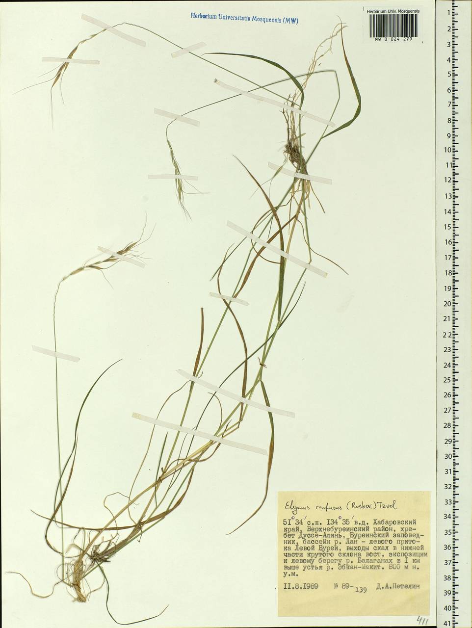 Elymus confusus (Roshev.) Tzvelev, Siberia, Russian Far East (S6) (Russia)