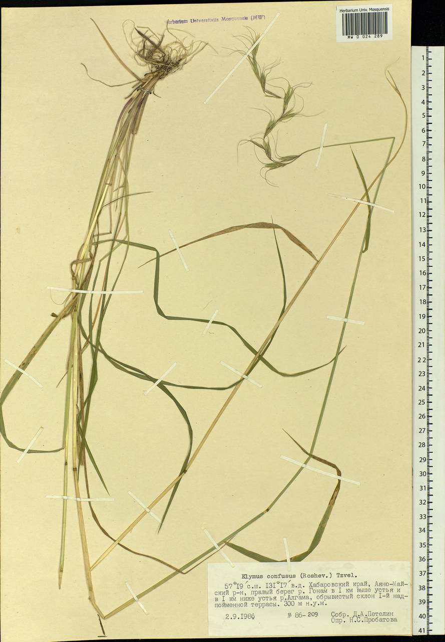 Elymus confusus (Roshev.) Tzvelev, Siberia, Russian Far East (S6) (Russia)