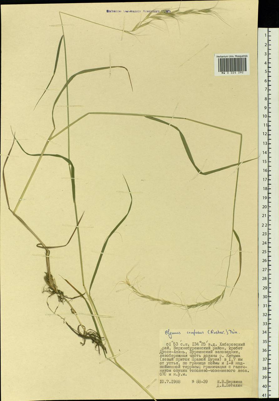 Elymus confusus (Roshev.) Tzvelev, Siberia, Russian Far East (S6) (Russia)