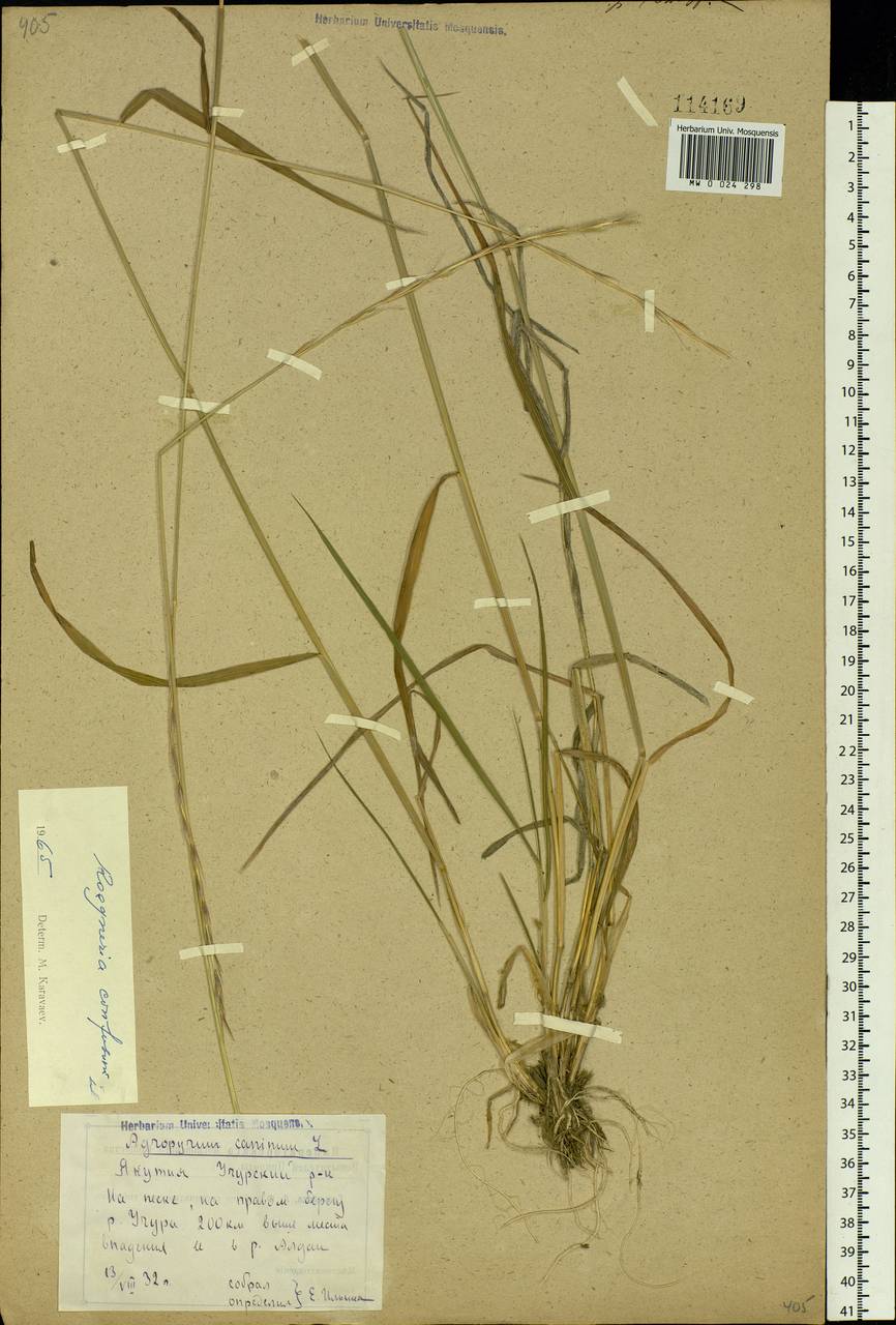 Elymus confusus (Roshev.) Tzvelev, Siberia, Yakutia (S5) (Russia)