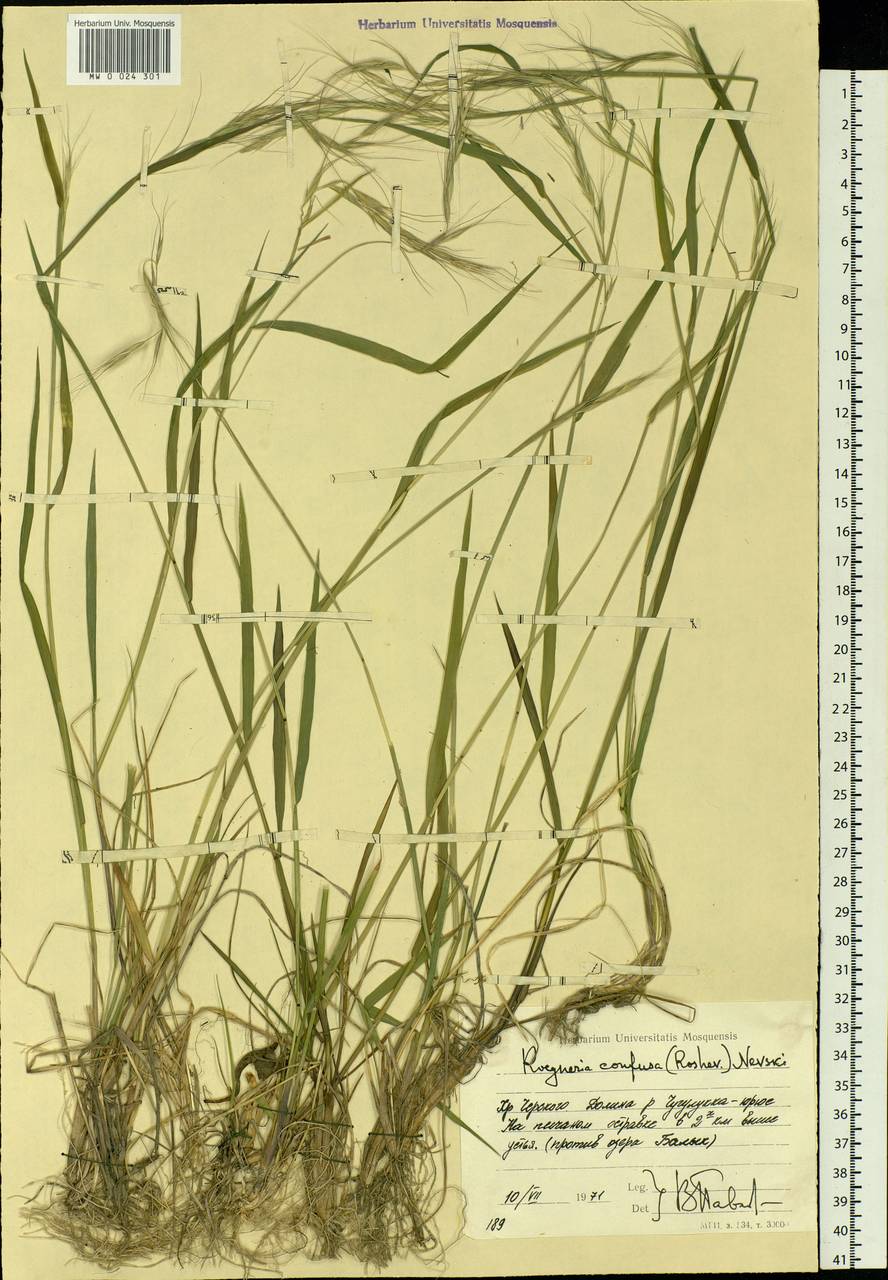 Elymus confusus (Roshev.) Tzvelev, Siberia, Yakutia (S5) (Russia)