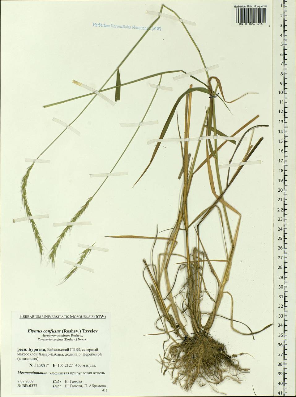 Elymus confusus (Roshev.) Tzvelev, Siberia, Baikal & Transbaikal region (S4) (Russia)