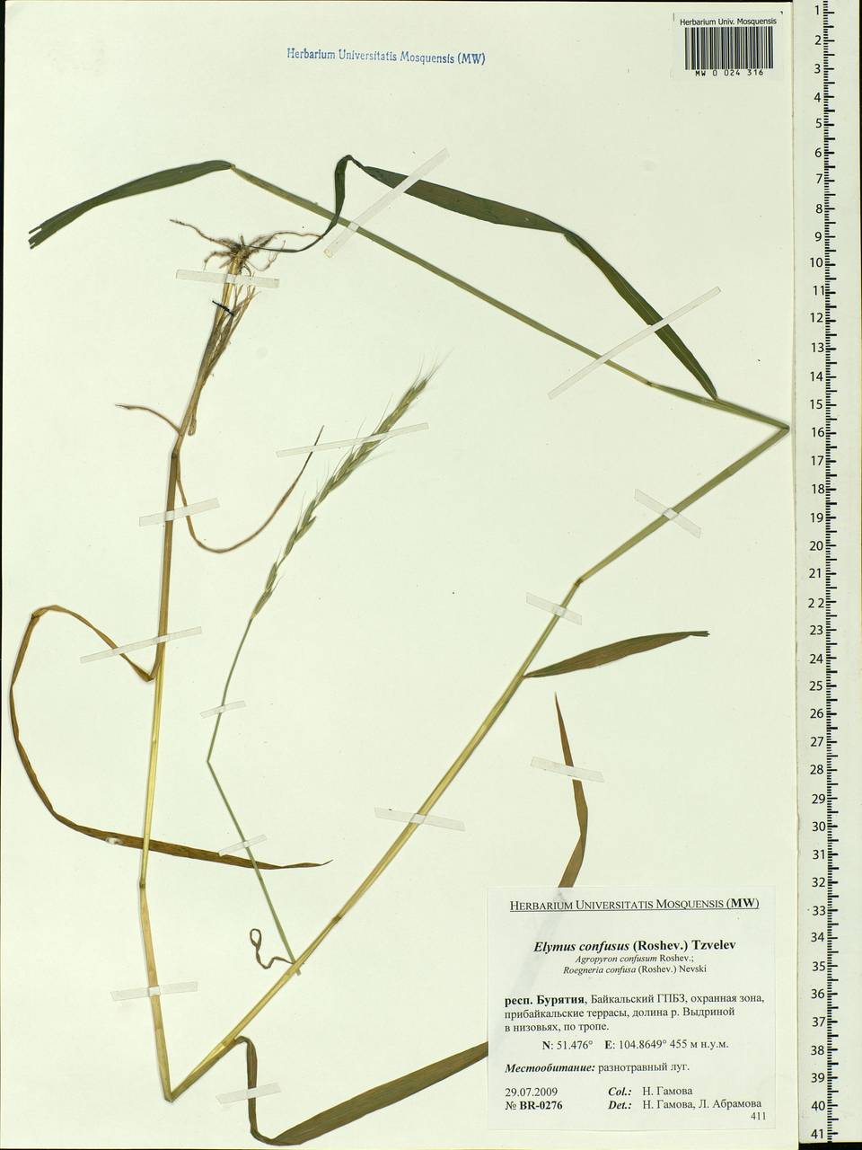 Elymus confusus (Roshev.) Tzvelev, Siberia, Baikal & Transbaikal region (S4) (Russia)