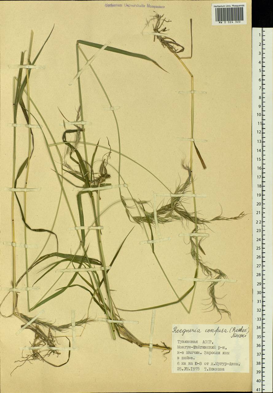 Elymus confusus (Roshev.) Tzvelev, Siberia, Altai & Sayany Mountains (S2) (Russia)