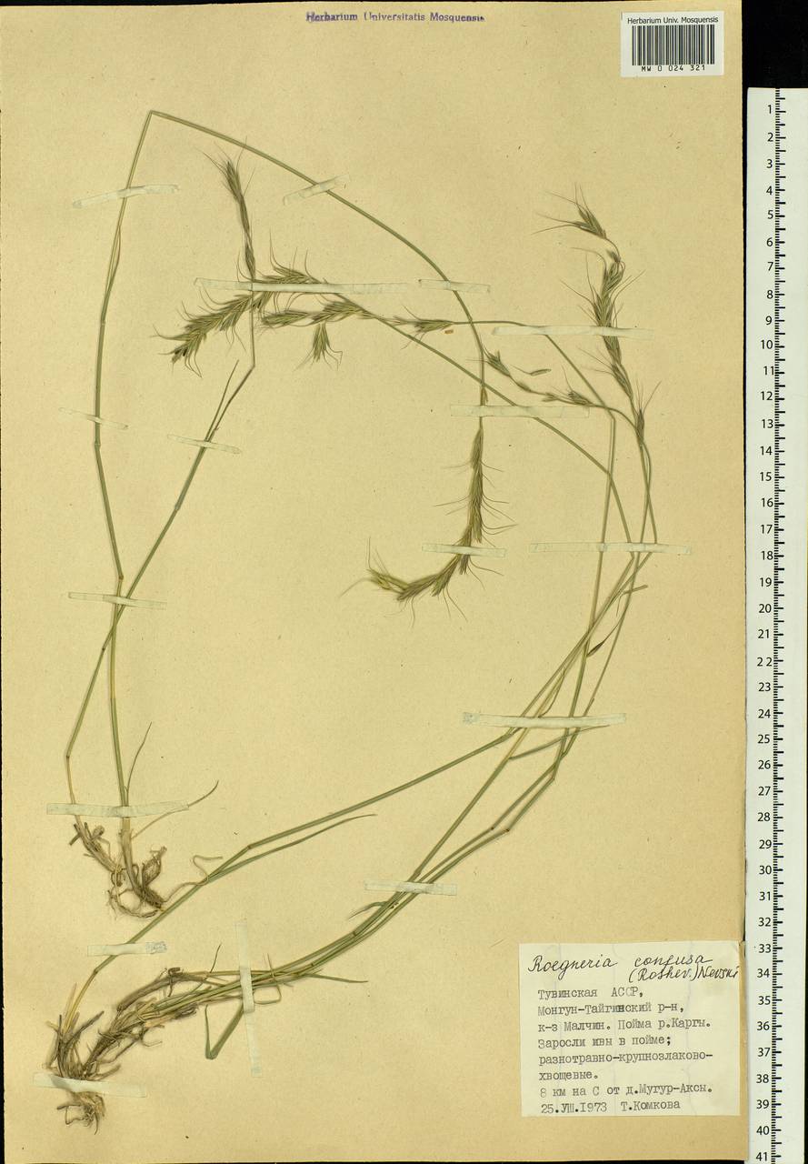 Elymus confusus (Roshev.) Tzvelev, Siberia, Altai & Sayany Mountains (S2) (Russia)