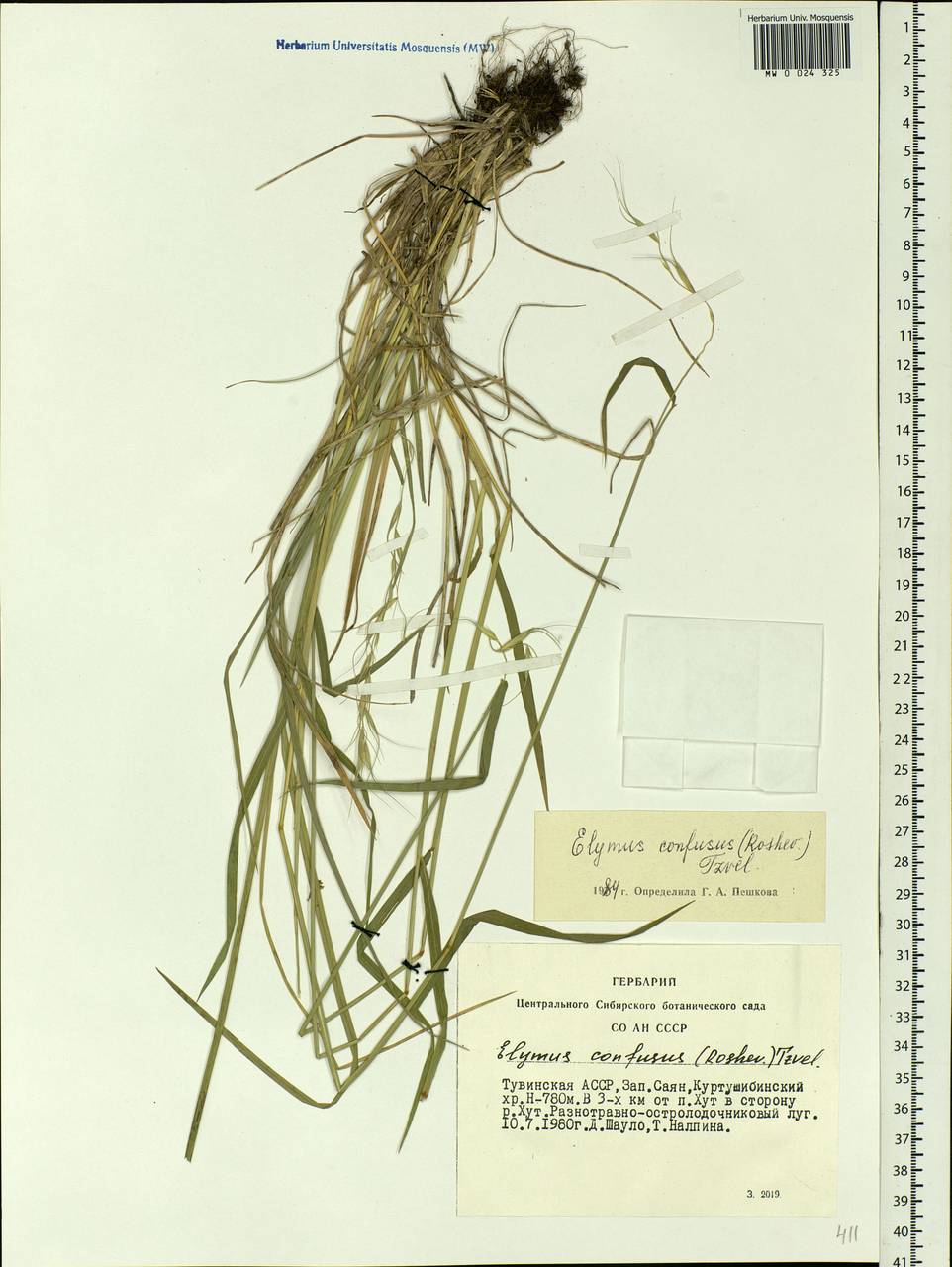 Elymus confusus (Roshev.) Tzvelev, Siberia, Altai & Sayany Mountains (S2) (Russia)